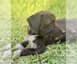 MacKenzie - Female Mutt Dog for Adoption - Photo #9