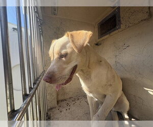 Mutt Dogs for adoption in Oklahoma City, OK, USA