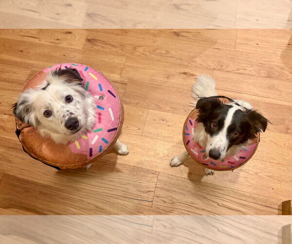 Medium Photo #4 Australian Shepherd Puppy For Sale in Sandy, UT, USA