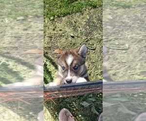 Siberian Husky Puppy for sale in BLOOMFIELD, IN, USA