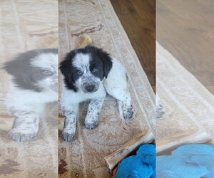 Australian Shepherd Dogs for adoption in Dallas, TX, USA