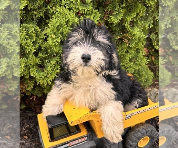 Medium Photo #2 Poo-Ton Puppy For Sale in MIDDLEBURY, IN, USA