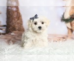 Puppy Chloe UABR Maltese