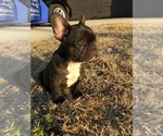 Small #4 French Bulldog