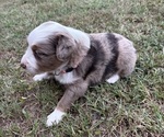 Small Photo #5 Miniature Australian Shepherd Puppy For Sale in BEEBE, AR, USA