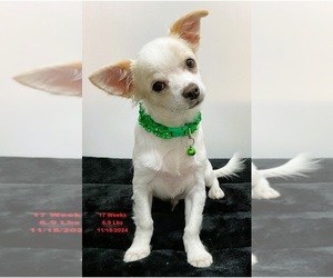 Chihuahua Puppy for sale in ANAHUAC, TX, USA