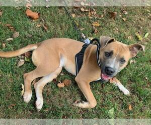 American Pit Bull Terrier-Unknown Mix Dogs for adoption in Franklin, North Carolina, NC, USA