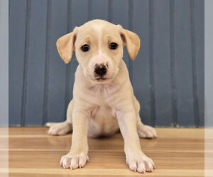 Medium Dachshund Mix