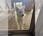 Small #7 Samoyed
