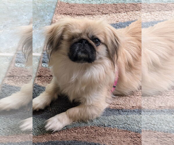 Medium Photo #2 Pekingese Puppy For Sale in Greensboro, NC, USA