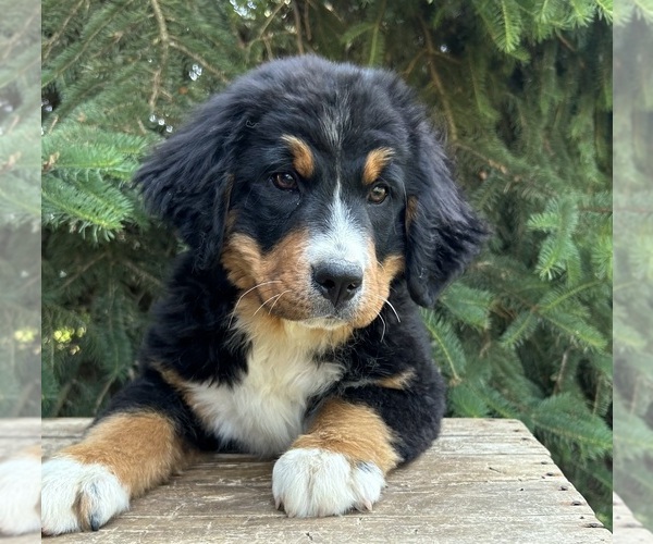 Medium Photo #2 Bernese Mountain Dog Puppy For Sale in MIDDLEBURY, IN, USA
