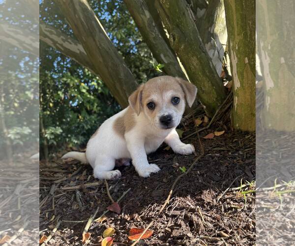 Medium Photo #1 Feist Terrier-Unknown Mix Puppy For Sale in Raleigh, NC, USA