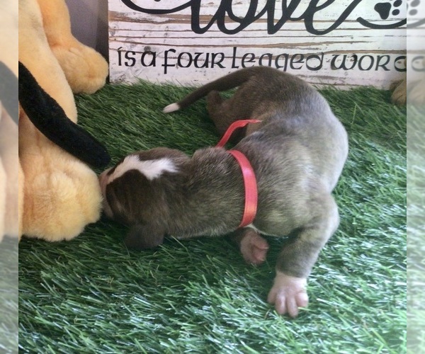 Medium Photo #10 Great Dane Puppy For Sale in BANGOR, WI, USA