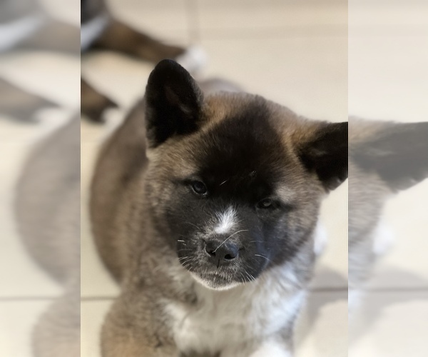 Medium Photo #9 Akita Puppy For Sale in PORT LUDLOW, WA, USA