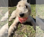 Small Labradoodle