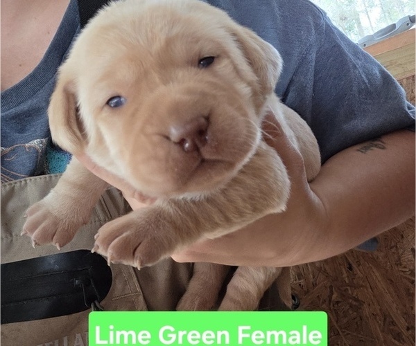 Medium Photo #6 Labrador Retriever Puppy For Sale in NEWNAN, GA, USA