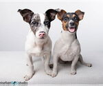 Small #1 Jack Russell Terrier Mix