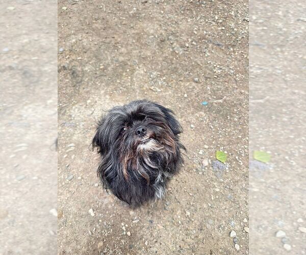 Medium Photo #2 Shih Tzu-Unknown Mix Puppy For Sale in Calgary, Alberta, Canada