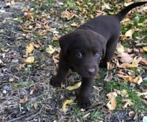 Medium Photo #7 Labrador Retriever Puppy For Sale in BELLINGHAM, MN, USA