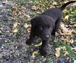 Small Photo #7 Labrador Retriever Puppy For Sale in BELLINGHAM, MN, USA