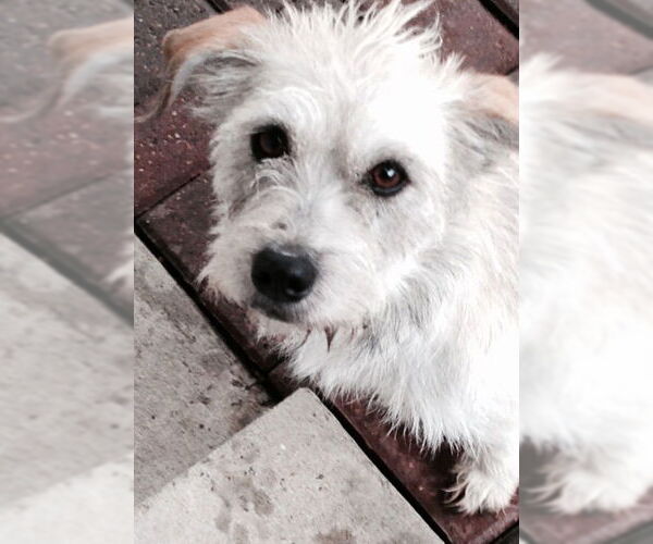 Medium Photo #6 Mutt Puppy For Sale in Houston, TX, USA