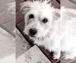 Small #5 Mutt