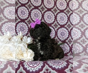 Poodle (Miniature) Puppy for sale in KIRKWOOD, PA, USA