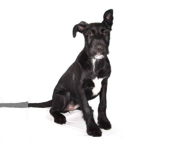 Medium Photo #3 Lab-Pointer Puppy For Sale in Oakland Park, FL, USA