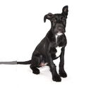 Small #2 Lab-Pointer