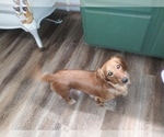 Small Photo #1 Dachshund Puppy For Sale in SPRING HOPE, NC, USA