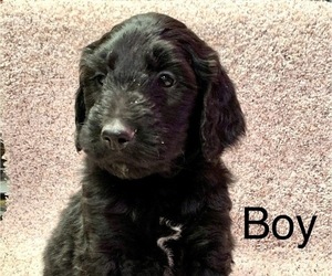 Goldendoodle Puppy for sale in PLATTE, SD, USA