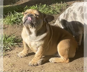 French Bulldog Puppy for sale in ARLINGTON, CA, USA