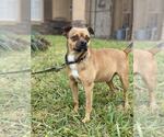 Small #1 Pug Mix