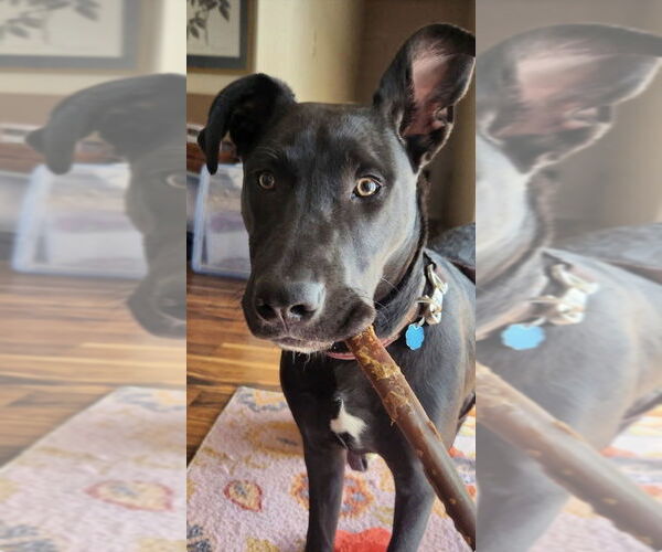 Medium Photo #1 Mutt Puppy For Sale in St. Augustine, FL, USA