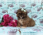 Small #3 Shih-Poo