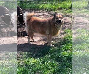 Golden Shepherd Dogs for adoption in Princeton, MN, USA
