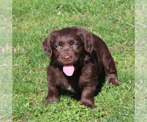 Labrador Retriever-Poodle (Toy) Mix Puppy for sale in MYERSTOWN, PA, USA