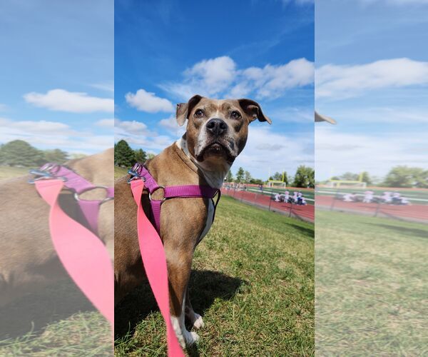 Medium Photo #4 Mutt Puppy For Sale in Fort Collins, CO, USA