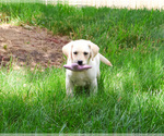 Image preview for Ad Listing. Nickname: Rosetta