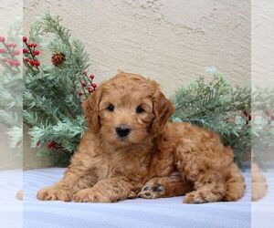 Goldendoodle (Miniature) Puppy for sale in EAST EARL, PA, USA