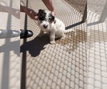 Small #1 Mutt