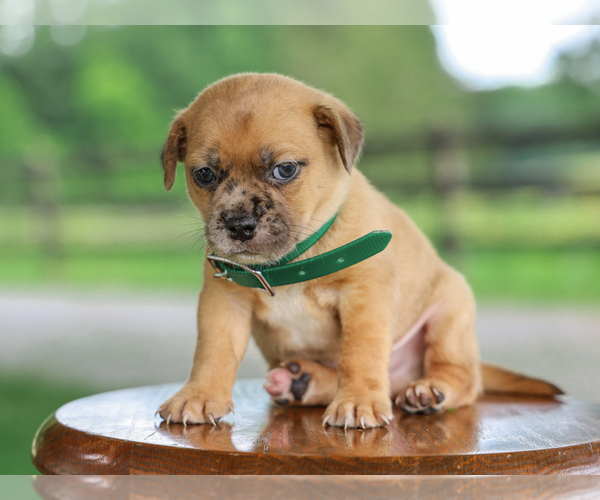 Medium Photo #2 Jug Puppy For Sale in LIBERTY, KY, USA