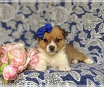 Small Photo #4 Pembroke Welsh Corgi Puppy For Sale in DELTA, PA, USA