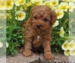 Small #1 Poodle (Toy)