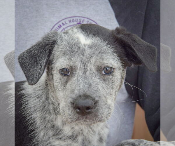 Medium Photo #6 Australian Shepherd-Unknown Mix Puppy For Sale in Huntley, IL, USA