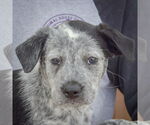 Small #5 Australian Shepherd Mix