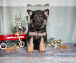Puppy Landon German Shepherd Dog