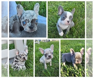 French Bulldog Litter for sale in BLAKESBURG, IA, USA