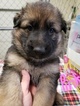 Small Photo #2 German Shepherd Dog Puppy For Sale in SHERIDAN, IN, USA