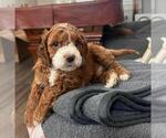Puppy Bernard Cock-A-Poo